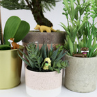 *Plantfigurer Adorable Dogs