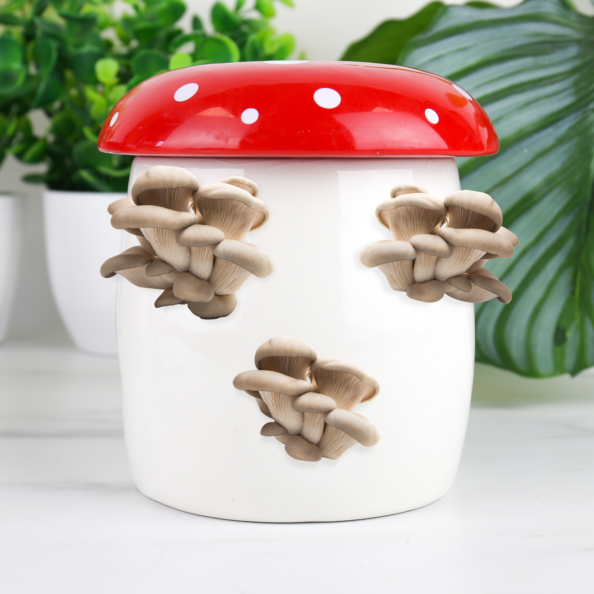 Grow Your Own Kit - Mushrooms