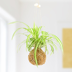 Gör-det-Självkit Kokedama