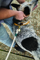 *REA Hundhalsband (stor) Naturvit