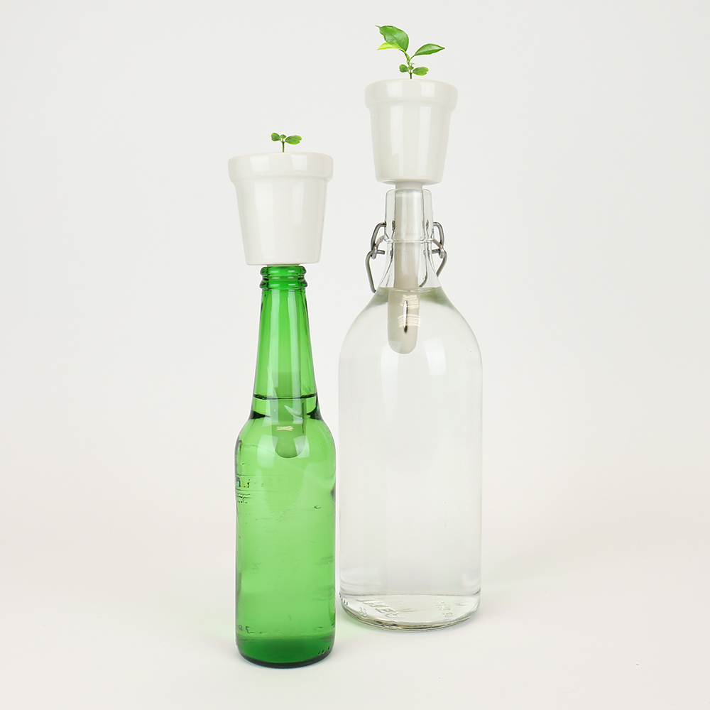 Botanical Bottles Bonsai