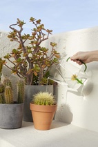 Vattenkanna Botanical, Solros 1,0l