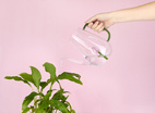 Vattenkanna Botanical, Tulpan 1,0l