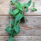 Marockansk Spearmint