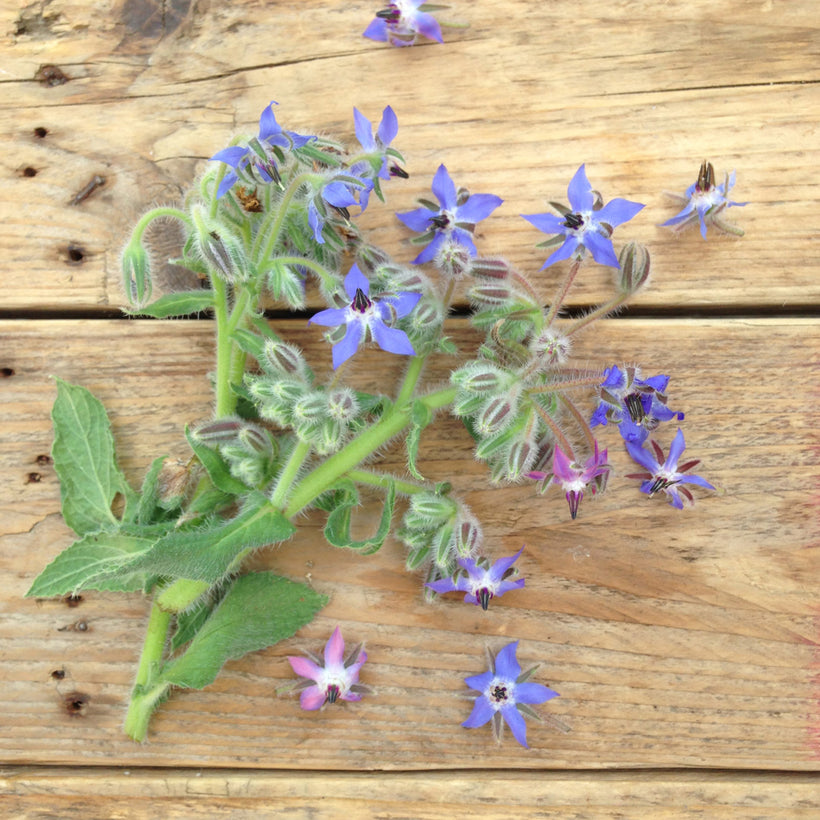 Frösamling Ätbara Blommor