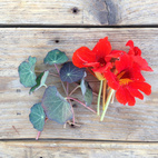 Seed Collection Edible Flowers