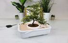 The Art of Bonsai - Grow Kit