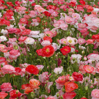 Seed Collection Flowers Meadow