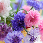 Seed collection Baking Flowers