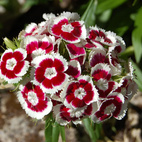 Frösamling Baka med Blommor