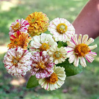 Seed Collection Flowers Meadow