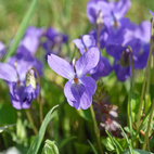 Frösamling Kärleksblommor