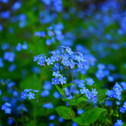 REA Frösamling Kärleksblommor