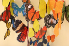Pop-up card 30 butterflies