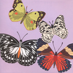 Pop-upkort Fyra fjärilar