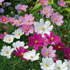 Seed Collection Flowers Meadow