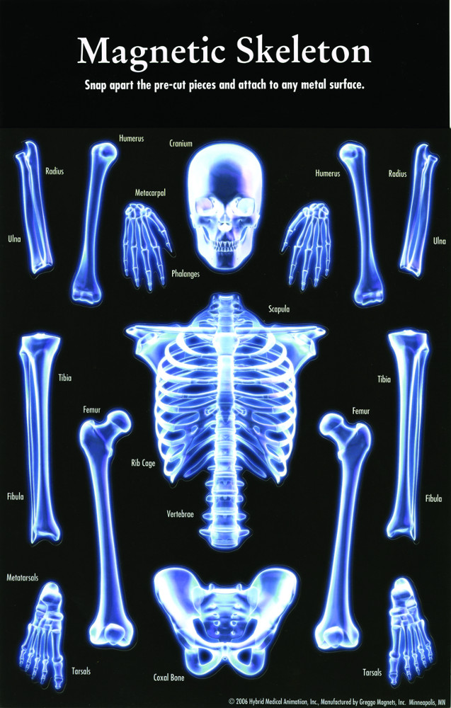 Magnet sets Magnetic Skeleton