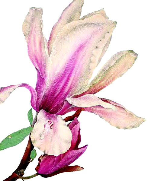 *SALE Mini card, Magnolia
