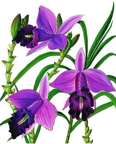 *SALE Mini card, Orchids