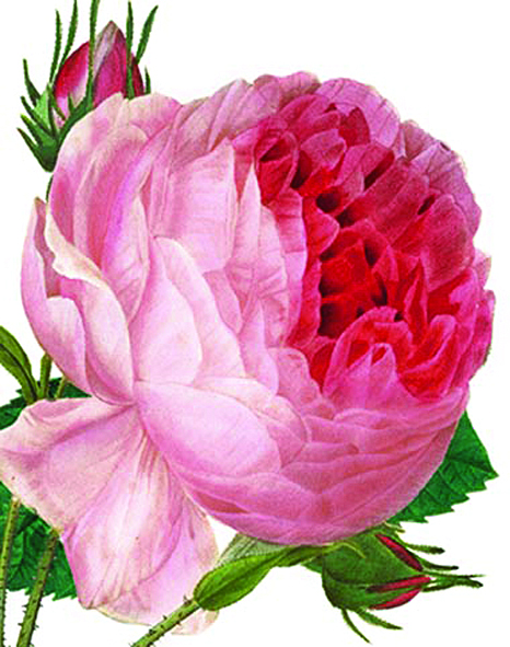 Minikort, Rosa Centifolia