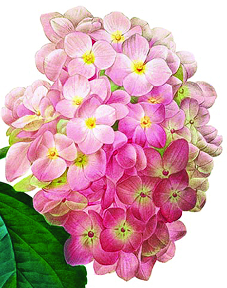 Minikort, Rosa Hortensia