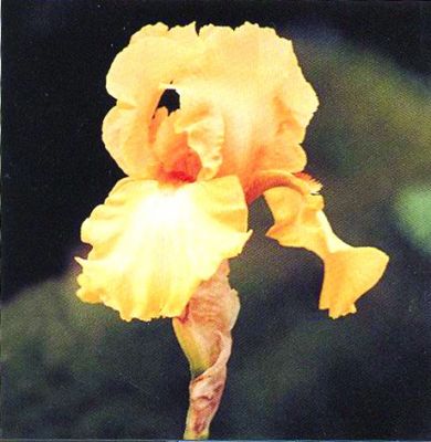 *REA Minikort Tag/Iris