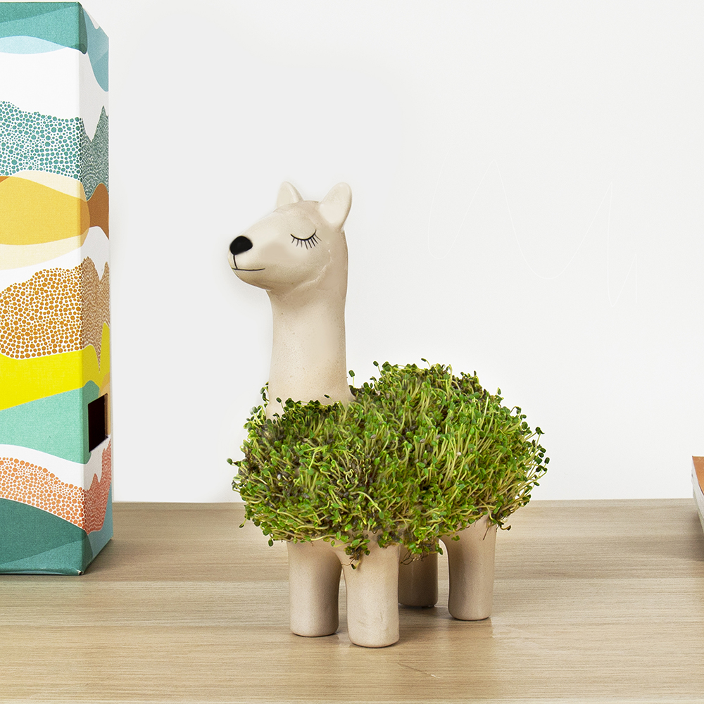 Planter Llama with seeds