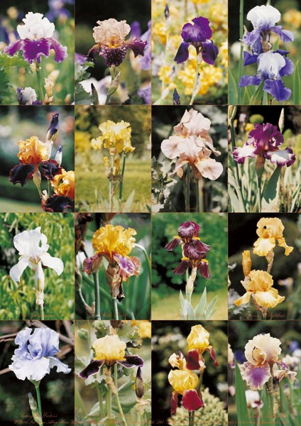 Poster Irises