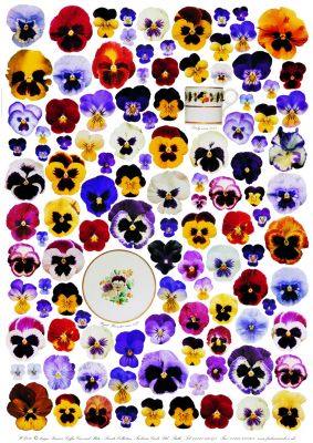 Poster Pansies